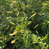 Aji Pineapple Pepper Seeds, Garden Vegetables