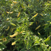 Aji Pineapple Pepper Seeds, Garden Vegetables