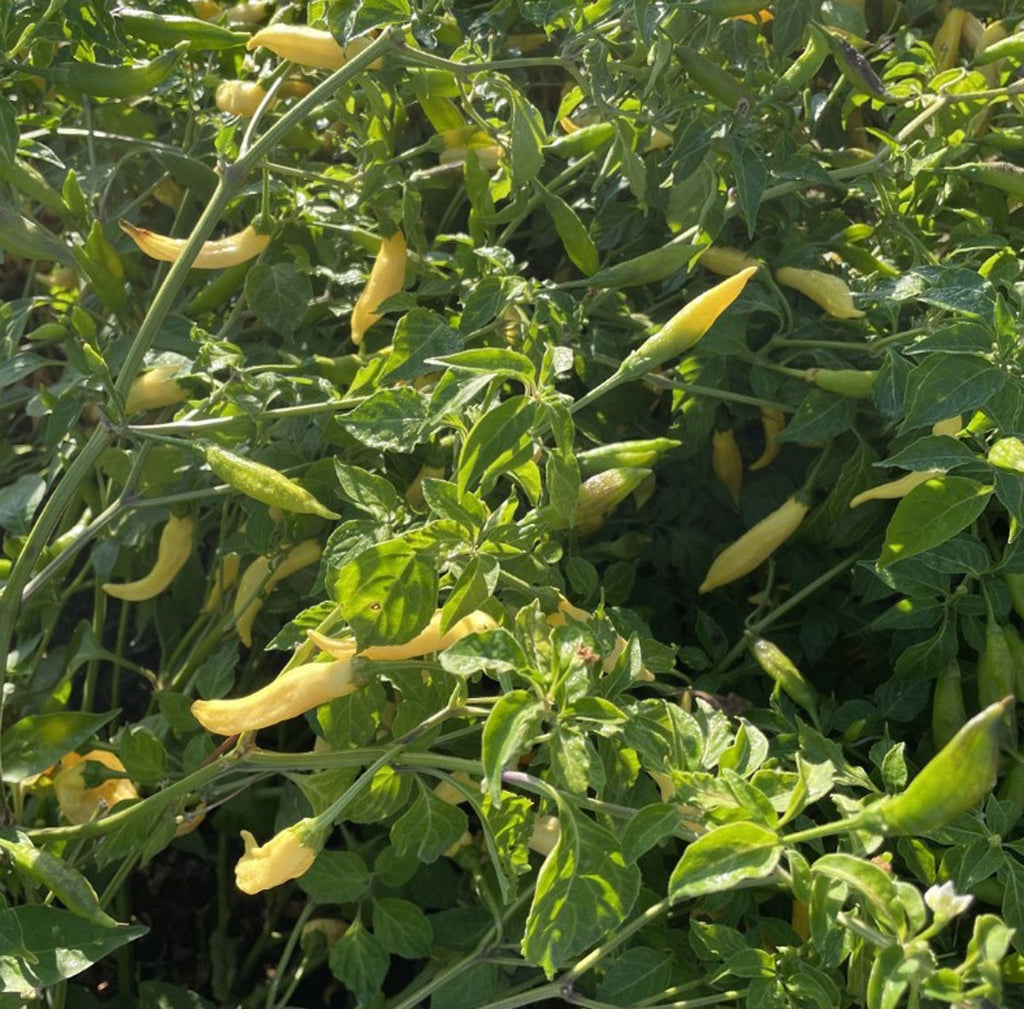 Aji Pineapple Pepper Seeds, Garden Vegetables