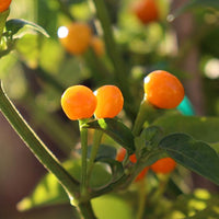 Aji Charapita Peruvian Chili Pepper Seeds, Blazing Heat Garden Vegetables