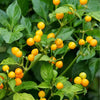 Aji Charapita Peruvian Chili Pepper Seeds, Blazing Heat Garden Vegetables