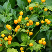 Aji Charapita Peruvian Chili Pepper Seeds, Blazing Heat Garden Vegetables