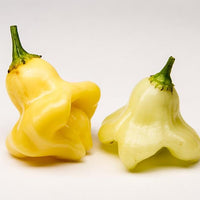 Aji Fantasy Mild Chili Pepper Seeds, Garden Vegetables