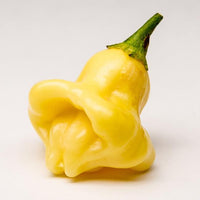 Aji Fantasy Mild Chili Pepper Seeds, Garden Vegetables