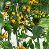 Aji Charapita Peruvian Chili Pepper Seeds, Blazing Heat Garden Vegetables