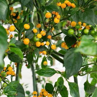 Aji Charapita Peruvian Chili Pepper Seeds, Blazing Heat Garden Vegetables