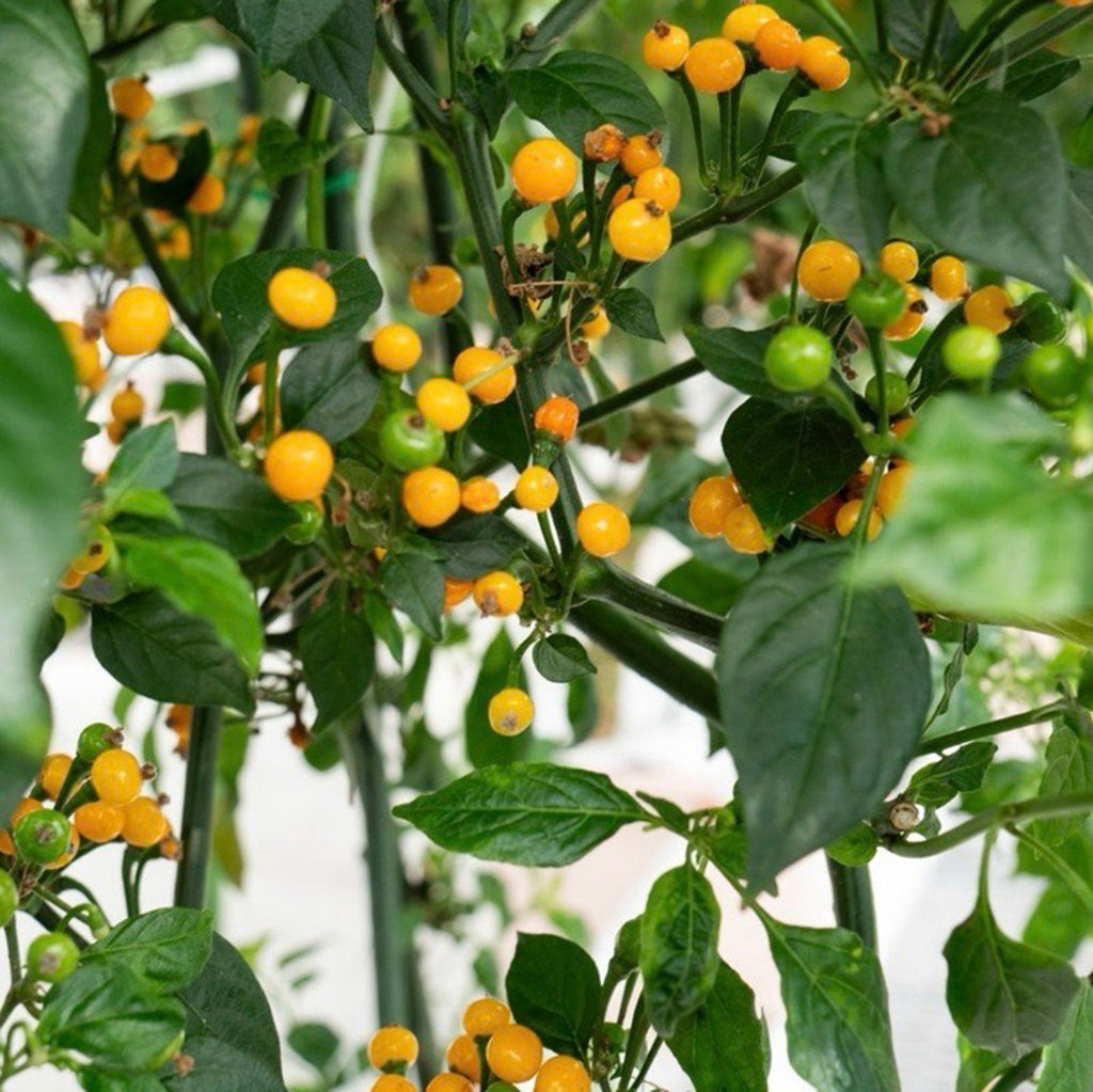 Aji Charapita Peruvian Chili Pepper Seeds, Blazing Heat Garden Vegetables