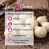 Allium 60 Bulbs - Playful Party Mix By Easy To Grow Bulbs