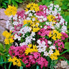 Allium 60 Bulbs - Playful Party Mix By Easy To Grow Bulbs