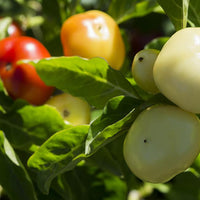 Alma Paprika Pepper Seeds, Hungarian Garden Vegetables