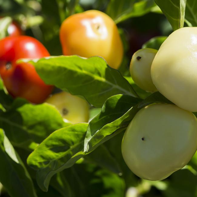 Alma Paprika Pepper Seeds, Hungarian Garden Vegetables