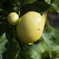 Alma Paprika Pepper Seeds, Hungarian Garden Vegetables