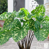 Alocasia 1 Bulb - Hilo Beauty Elephant Ear By Easy To Grow Bulbs