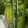 Alocasia 1 Tuber - Odora Asian Taro Elephant Ear (Fragrant) By Easy To Grow Bulbs