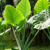 Alocasia 1 Tuber - Odora Asian Taro Elephant Ear (Fragrant) By Easy To Grow Bulbs