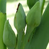 Alocasia 1 Tuber - Odora Asian Taro Elephant Ear (Fragrant) By Easy To Grow Bulbs
