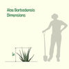 Aloe Barbadensis, Aloe Vera Landscape Succulent Plant