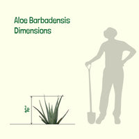 Aloe Barbadensis, Aloe Vera Landscape Succulent Plant