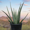 Aloe Barbadensis, Aloe Vera Landscape Succulent Plant