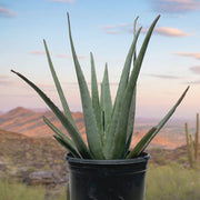Aloe Barbadensis, Aloe Vera Landscape Succulent Plant