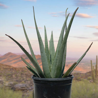 Aloe Barbadensis, Aloe Vera Landscape Succulent Plant