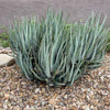 Aloe "Blue Elf" Dwarf Succulent Plant