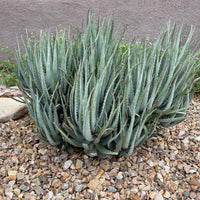 Aloe "Blue Elf" Dwarf Succulent Plant
