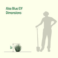 Aloe "Blue Elf" Dwarf Succulent Plant