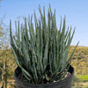 Aloe "Blue Elf" Dwarf Succulent Plant