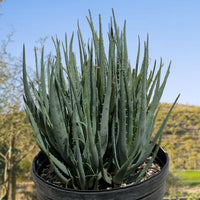 Aloe "Blue Elf" Dwarf Succulent Plant