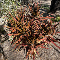 Aloe Cameronii, Indoor/Outdoor Succulent Plant