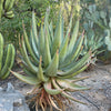 Aloe Ferox, South African Succulent Plant