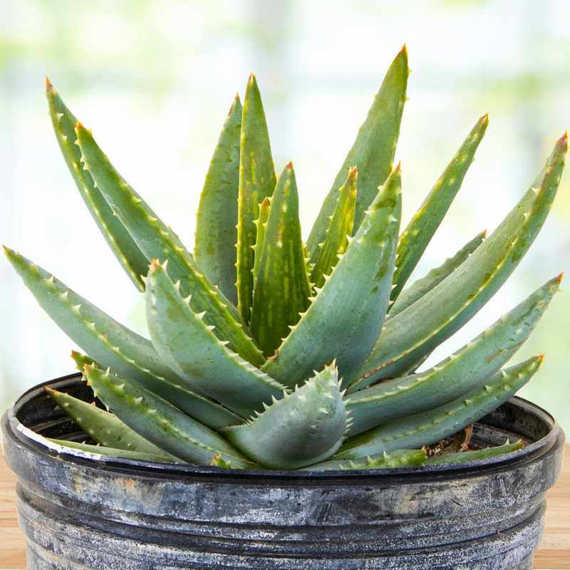 aloe vera like succulent Aloe Brevifolia, Dwarf Succulent Plant