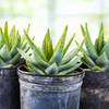 Aloe Brevifolia, Dwarf Succulent Plant
