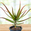Aloe Cameronii, Indoor/Outdoor Succulent Plant