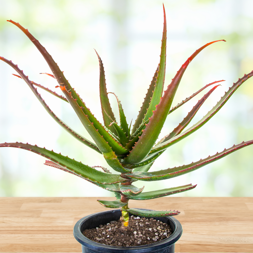 Aloe Cameronii, Indoor/Outdoor Succulent Plant