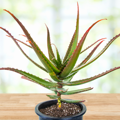 Aloe Cameronii, Indoor/Outdoor Succulent Plant
