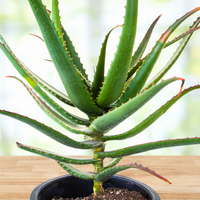 Aloe Cameronii, Indoor/Outdoor Succulent Plant