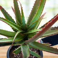 Aloe Cameronii, Indoor/Outdoor Succulent Plant