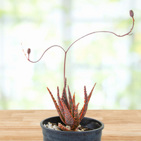 Aloe 'Christmas Carol', Succulent Hybrid Plant