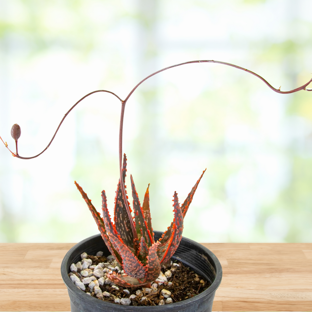 Aloe 'Christmas Carol', Succulent Hybrid Plant