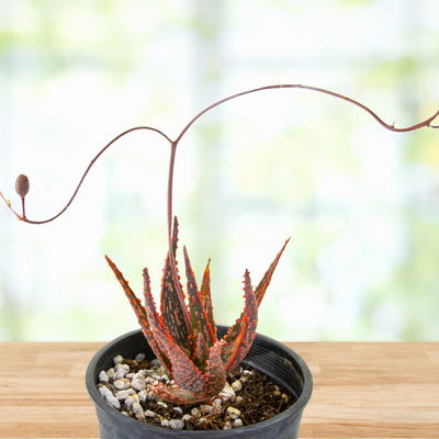 Aloe 'Christmas Carol', Succulent Hybrid Plant