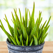 Aloe 'Crosby's Prolific', Hybrid Succulent Plant