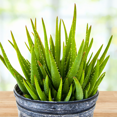 Aloe 'Crosby's Prolific', Hybrid Succulent Plant