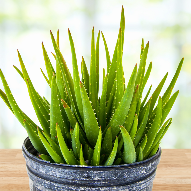 aloe vera painting Mini Paint by numbers 8