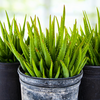 Aloe 'Crosby's Prolific', Hybrid Succulent Plant