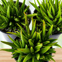 Aloe 'Crosby's Prolific', Hybrid Succulent Plant