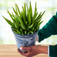 Aloe 'Crosby's Prolific', Hybrid Succulent Plant