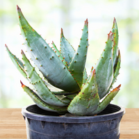 Aloe Ferox, South African Succulent Plant