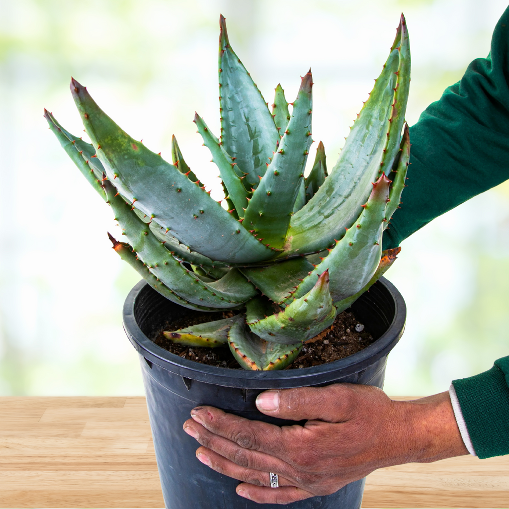Aloe Ferox, South African Succulent Plant